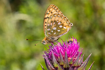 Dark green fritillary (Speyeria aglaja, Argynnis aglaja) is a species of butterfly in the family Nymphalidae