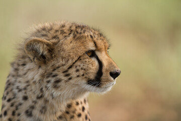 cheetah in the savannah