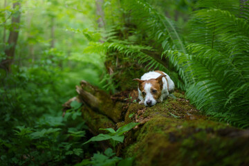 dog in the fern. Jack russell terrier on a log in the forest. Tropics wood. pet in nature. 