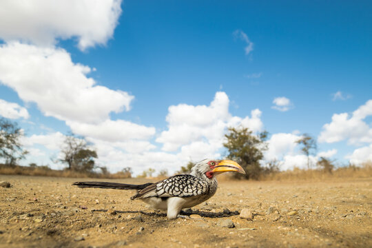 A Southern Yellow-billed Hornbill sitting on the ground with a blue, cloudy sky, Kruger National Park