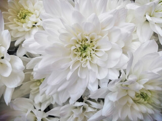bouquet of white chrysanthemum