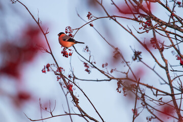 Male colorful Eurasian Bullfinch, Pyrrhula pyrrhula feeding on a branch full of ripe Rowan berries in autumn