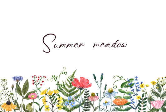 Colorful summer meadow illustration. Watercolor wildflowers border. Horizontal frame for banners, cards, invitations. Cute and pretty flowers, grass, wild herbs on white background.