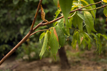 Drying leaves on a thin stem