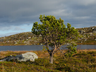Fototapeta na wymiar Tundra in autumn, spruce, pine on the lake.