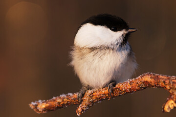 Portrait of a small European northen winter songbird Willow tit, Poecile montanus during beautiful winter day in cold Estonian forest. 