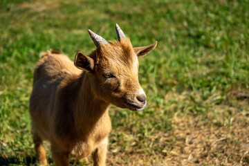 Młoda usmiechnięta kózka © Dawid
