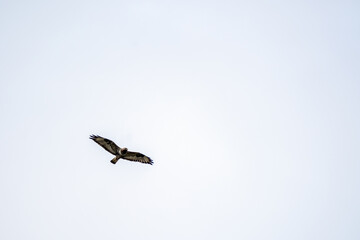 Common buzzard in flight towards cloudy sky. Wildlife and predator concept.