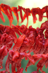 dried red chili pepper