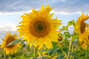 blooming sunflowers on the background of a beautiful sunset
