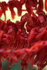 dried red chili pepper