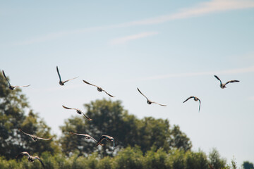 
Multiple Greylag Goose flying low over the water on a beautiful summer day, in a protected nature reserve, breeding area, Volgermeerpolder, Amsterdam, The Netherlands, trees in the background