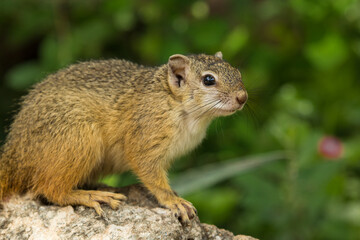 Naklejka na ściany i meble An adult Tree Squirrel sitting on a rock with a green blurred background, Greater Kruger