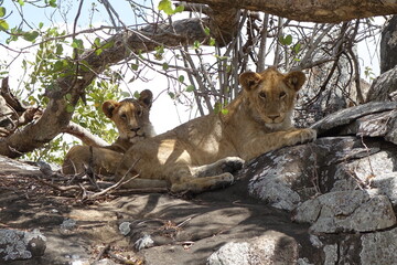 TANZANIA - SERENGETI - YOUNG LIONS IN SHADOW.