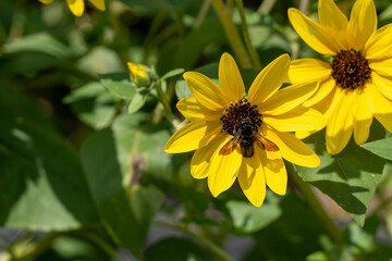 「愛知県」ひまわりにとまるクマンバチ