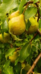 Yellow pear on a tree among the leaves