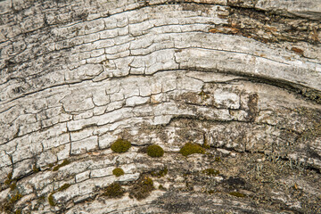 cut natural timber shot close up