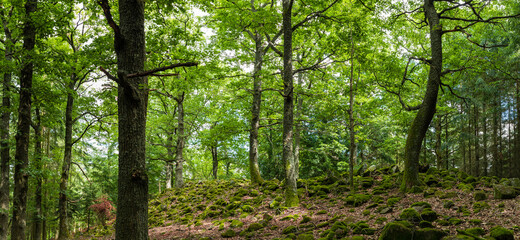 Fototapeta na wymiar Forêt vosgienne, peuplement de grands chênes sur un pierrier