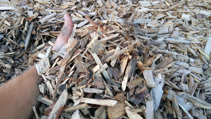 wood and wood chips - fuel for bio power plants