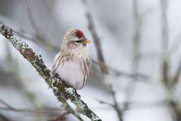 A curious small European songbird Common Redpoll, Acanthis flammea perching during a snowy day in Estonian nature. 