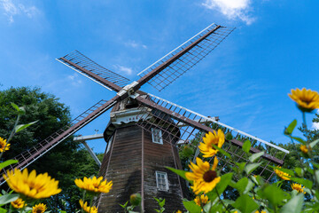 「愛知県」大きな風車とひまわり畑
