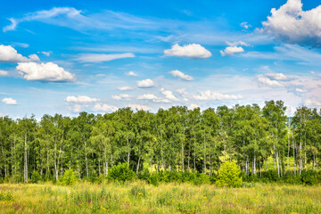 Obraz premium Birch grove and sky