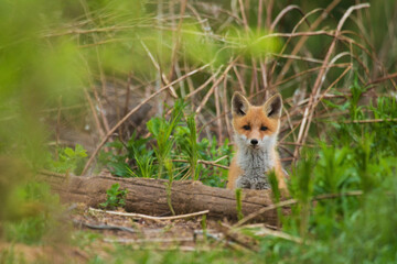 A small and cute Red fox, Vulpes vulpes cub during spring in Estonia, Northern Europe. 