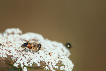 Bee on a flower, macro photography, insect photo, Volgermeerpolder, Amsterdam, netherlands, nature reserve, breeding area, bird area, travel location