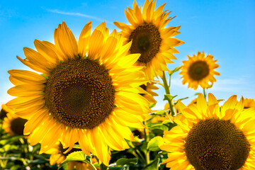 Sunflowers and sky