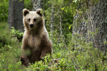 Fototapeta premium Young Brown bear, Ursus arctos in lush summery taiga forest in Eastern Finland.