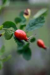 red rose hips