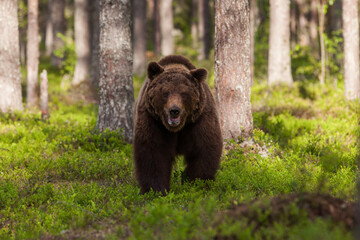 Dangerous Brown bear, Ursus arctos approaching. Shot in the Finnish taiga forest, Northern Europe. 