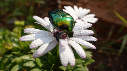 Close up macro photo of green metallic beetle bug with wings sitting on top of colourful daisy flower after the rain