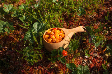 Fresh Cloudberry, Rubus chamaemorus, as northern delicacy in wooden kuksa picked in Estonian...