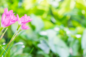 Green nature background with pink flowers