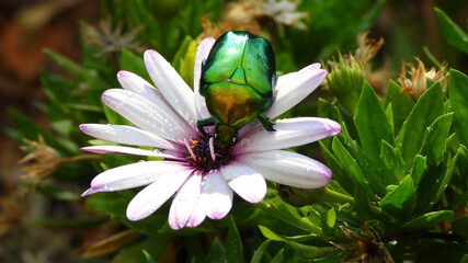 Close up macro photo of green metallic beetle bug with wings sitting on top of colourful daisy flower after the rain