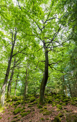 Fototapeta na wymiar Un grand chêne tordu en forêt vosgienne, Alsace, France