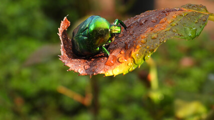Close up macro photo of green metallic beetle bug sitting on a leaf