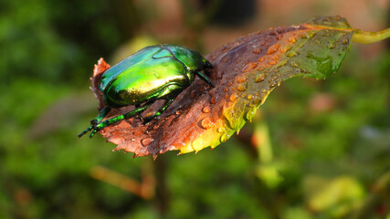 Close up macro photo of green metallic beetle bug sitting on a leaf