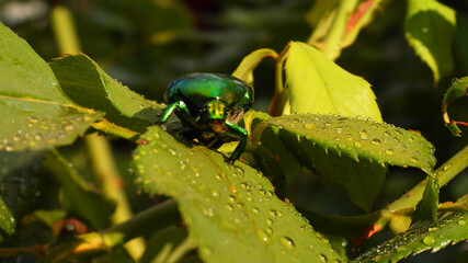 Close up macro photo of green metallic beetle bug sitting on a leaf