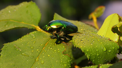 Close up macro photo of green metallic beetle bug sitting on a leaf