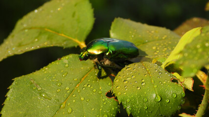 Close up macro photo of green metallic beetle bug sitting on a leaf