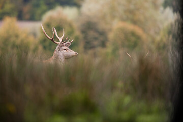 Cerf élaphe pendant le brame
