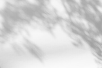 Blurred overlay effect for photo. Gray shadows of tree branches on a white wall. Abstract neutral...