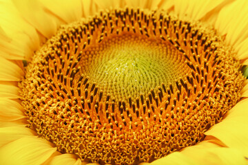 Sunflower flower with petals close-up in the form of patterns and full-screen textures as the...