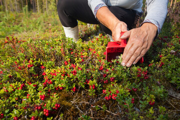 Picking fresh ripe Lingonberries, Vaccinium vitis-idaea, with berry harvester combaine in autumnal...