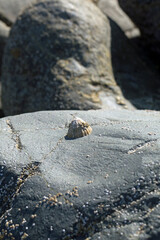 A limpet clings to a rock at the beach at Cornwall