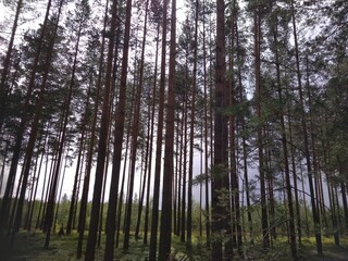 Obraz premium trees in the forest