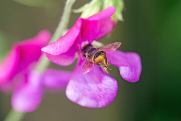 A bee shot close up in a pink flower