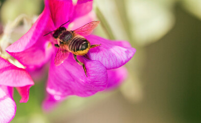 A bee shot close up in a pink flower